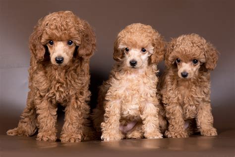 minipuddel|Poodle (Miniature)